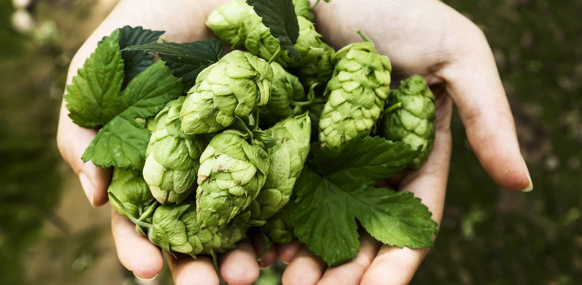 12g Finishing Hops