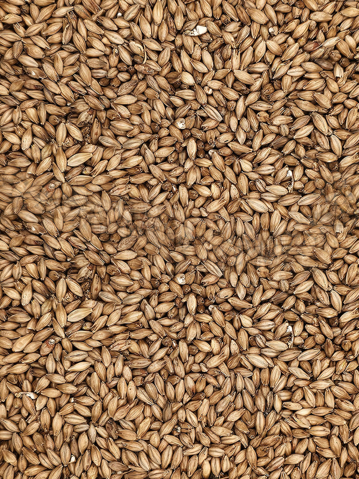Maris Otter - 4kg - Simpsons