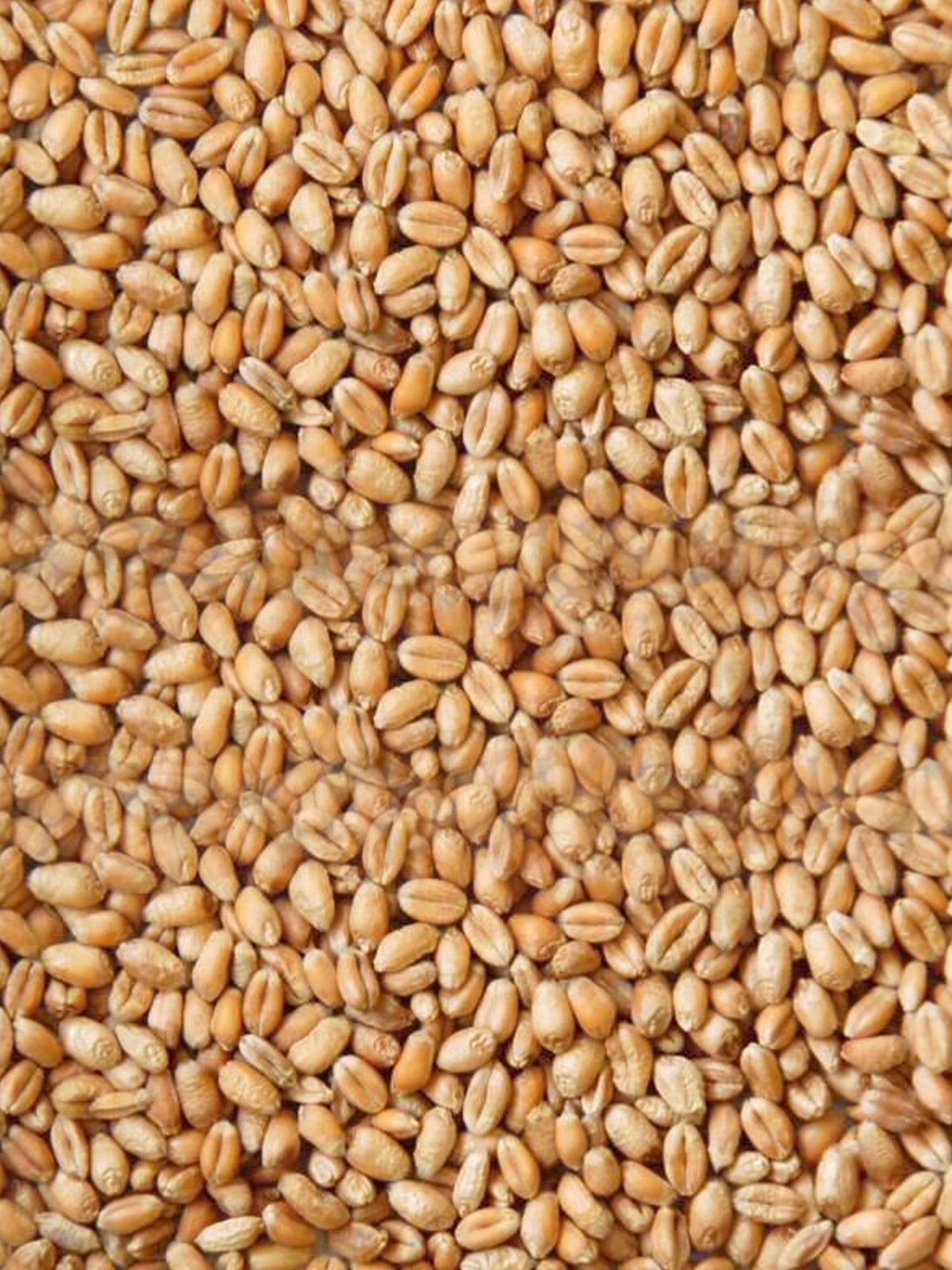Wheat Grain - 500g