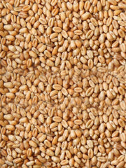Wheat Grain - 500g