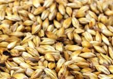 Provides a fuller body, improved malt aroma and a deep saturated red colour to Red Ales, Red Lagers, Scottish Ales, Amber Wheats, Bock, Brown Ales and Alt Beer.