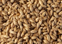 A single batch quantity for use in conjunction with your favourite kits.

A base malt that is traditionally used in Vienna Lager and makes up the bulk of the related Märzen style. Other beer styles sometimes use Vienna malt to add malty complexity and light toasty notes to lighter base malts, or to lighten the grist of a beer brewed with mostly Munich malt.

Can make up to 100% of the grain bill.

(EBC 6 - 10)