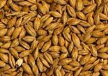 Aromatic malt from Bamberg, Germany. Promotes a full flavour and rounds off beer colour. Promotes deep red colour and malty flavour.

Can make up to 15% of the grain bill.

(EBC 50)