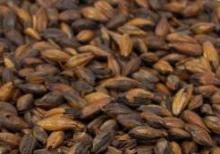 A single batch quantity for use in conjunction with your favourite kits.

Adds warm, nutty, chocolate flavours. Use in moderation to add a slight brown colour to your beer or in larger quantities to add dark chocolate flavour to Porters, Stouts and Dark Lagers.

Can make up to 10% of the grain bill.

(EBC 1100)