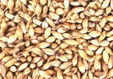 A very popular base malt used in Pale Ales, Bitters, Porters, IPAs, Stouts, Barleywines and Scottish Ales. Excellent yields and efficient run off make it the malt of choice for producing English style beers.