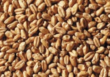 A single batch quantity for use in conjunction with your favourite kits.

Enhances head retention and increases foam when used in even small quantities for any beer.

Can make up to 60% of the grain bill for any wheat-style beer.

(EBC 2.5 - 4.5)