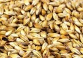 Malt that has been smoked over an open fire to create a distinctive “smoked” flavour and aroma. Used primarily for German Rauchbier but can also be added to Brown Ales and Porters.