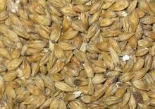 Lowers mash, wort, and beer pH. Contains 1-2% lactic acid. Enhances enzymatic activity in mash and improves extract efficiency. Lightens colour in pale brews. Enhances stability and extends shelf life of finished beer. Promotes well-rounded, complex beer flavour.

Can make up to 10% of the grain bill.

(EBC 3 - 6)